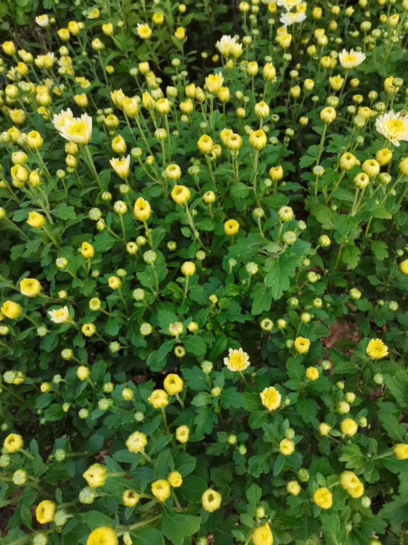 菊花苗、金丝皇菊、婺源黄菊、七月菊、北京菊、贡菊、亳菊花