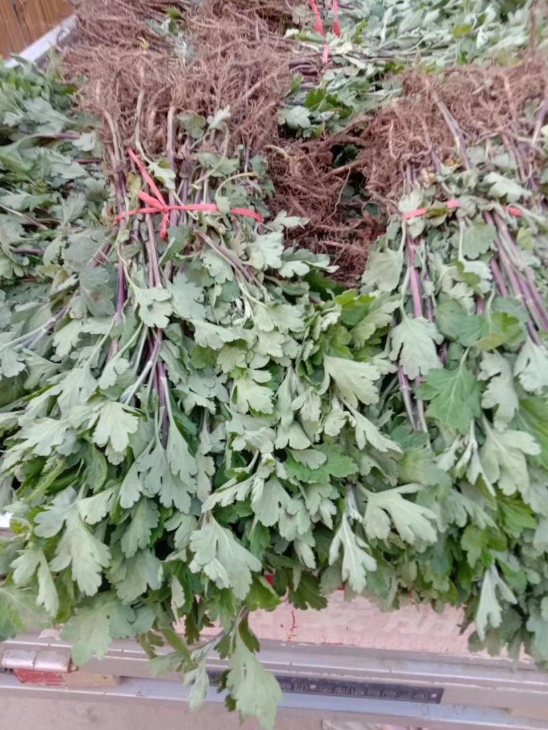 菊花苗、金丝皇菊、婺源黄菊、七月菊、北京菊、贡菊、亳菊花