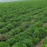 菊花苗、金丝皇菊、婺源黄菊、七月菊、北京菊、贡菊、亳菊花