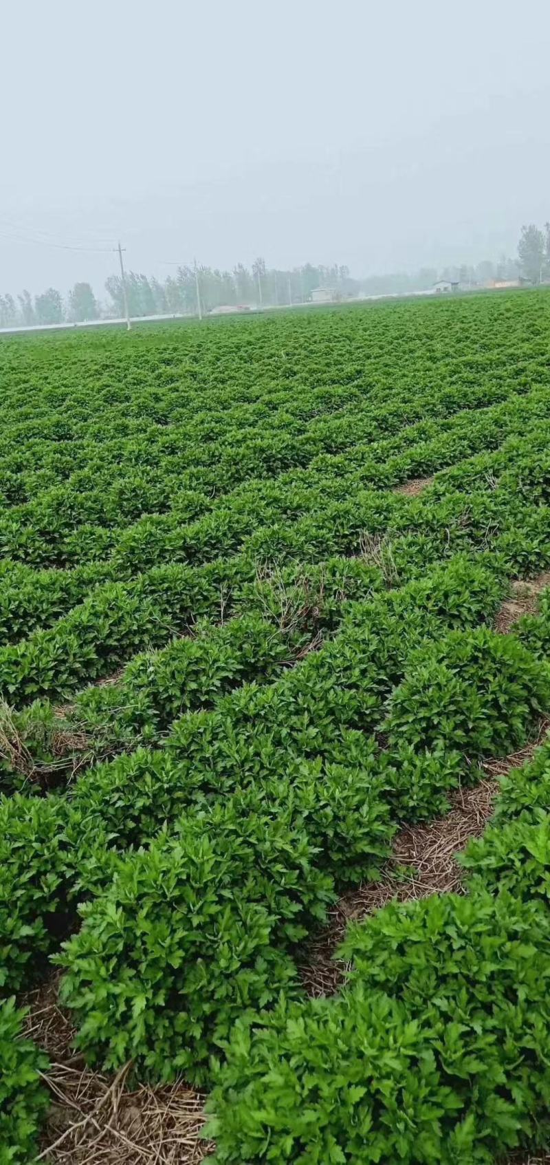 菊花苗、金丝皇菊、婺源黄菊、七月菊、北京菊、贡菊、亳菊花