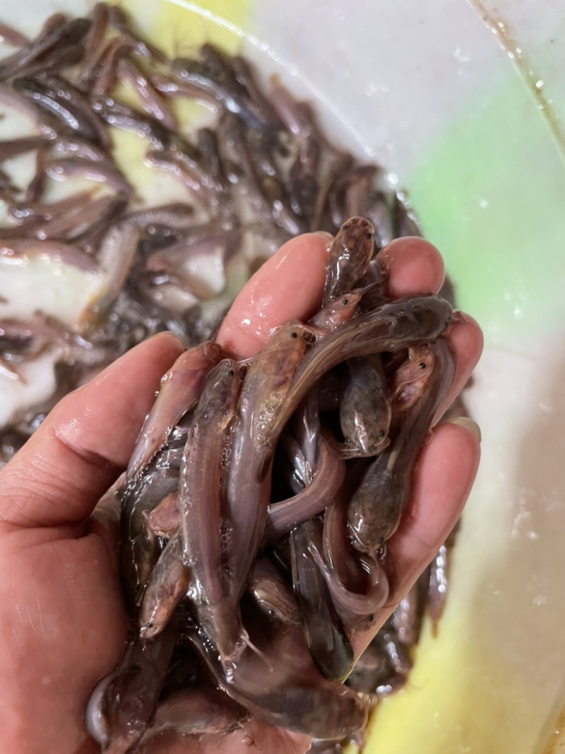 塘角鱼苗，技术孵化优质快大良种苗，适应能力强周期短