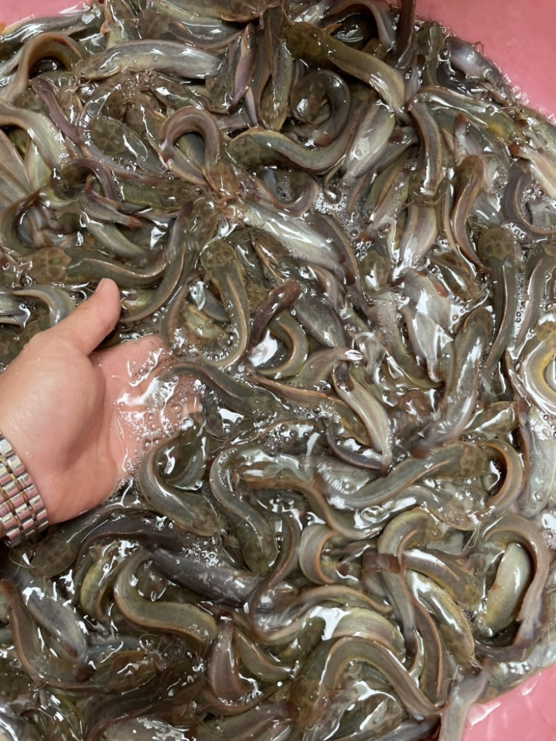 塘角鱼苗，技术孵化优质快大良种苗，适应能力强周期短