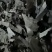淫羊藿野生中药材大别山野生中药材批发零售