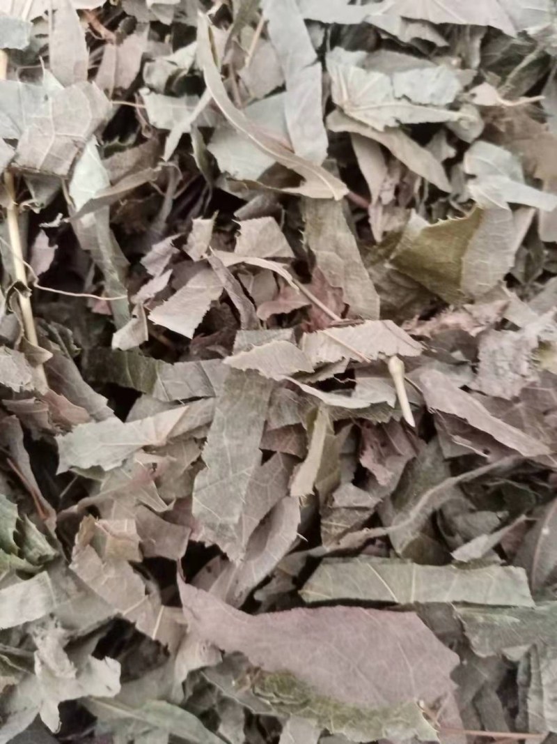 淫羊藿野生中药材大别山野生中药材批发零售