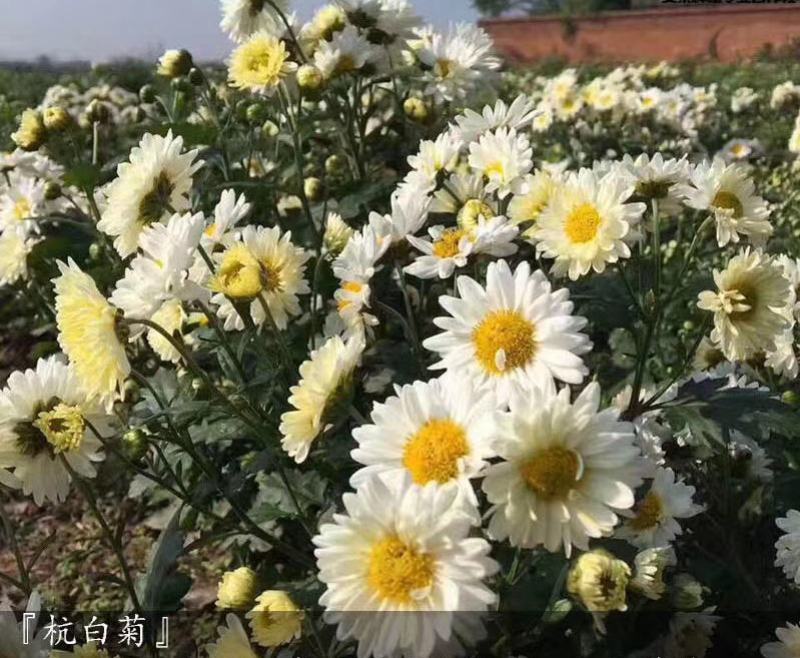 菊花苗、金丝皇菊、婺源黄菊、七月菊、北京菊、贡菊、亳菊花