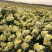 菊花苗、金丝皇菊、婺源黄菊、七月菊、北京菊、贡菊、亳菊花