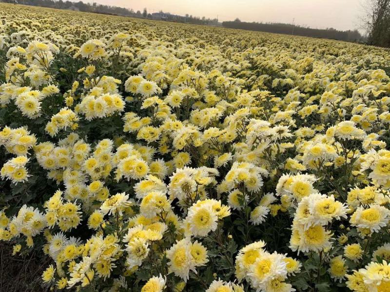 菊花苗、金丝皇菊、婺源黄菊、七月菊、北京菊、贡菊、亳菊花