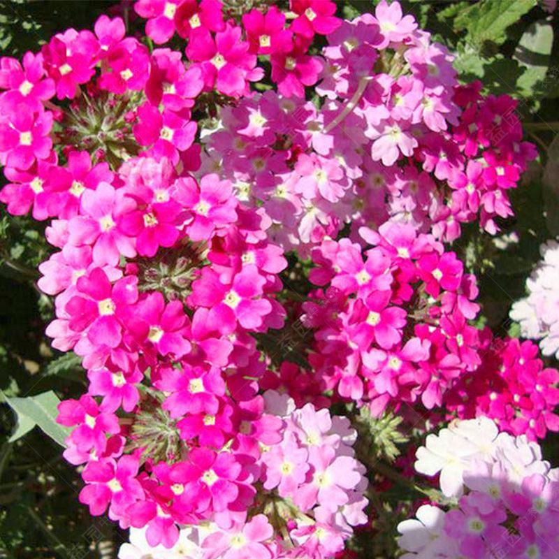 美女樱种子非常好养活芳香型花卉种子多年生常绿开花多花期长