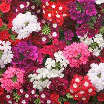 美女樱种子非常好养活芳香型花卉种子多年生常绿开花多花期长