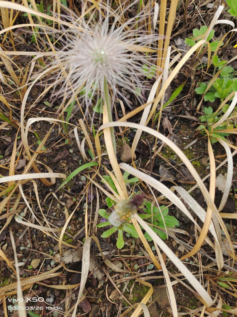 白头翁（头疼花根）白头翁