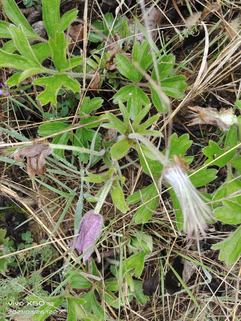 白头翁（头疼花根）白头翁