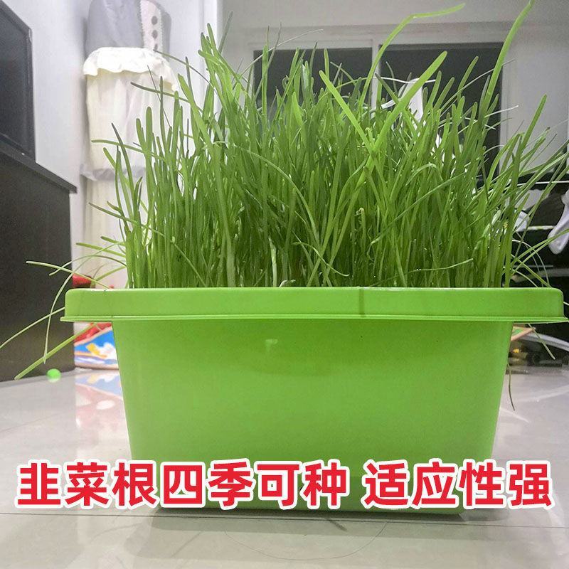 【包邮价】千亩韭菜根紫根韭菜基地大量供应可视频看货