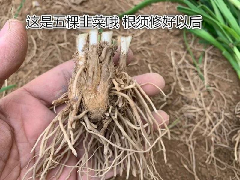 【包邮价】千亩韭菜根紫根韭菜基地大量供应可视频看货