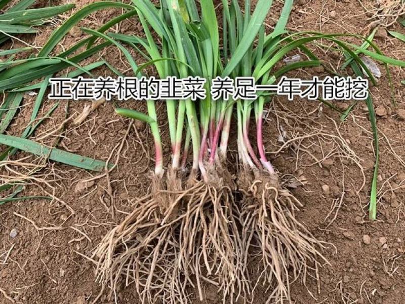 【包邮价】千亩韭菜根紫根韭菜基地大量供应可视频看货