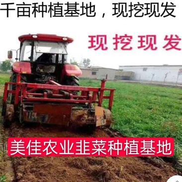 【包邮价】千亩韭菜根紫根韭菜基地大量供应可视频看货