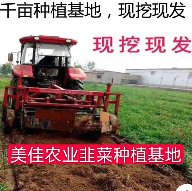 【包邮价】千亩韭菜根紫根韭菜基地大量供应可视频看货