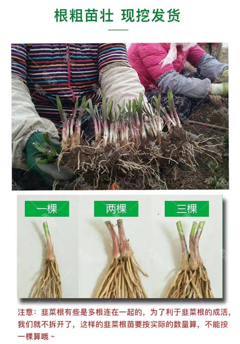 【包邮价】千亩韭菜根紫根韭菜基地大量供应可视频看货