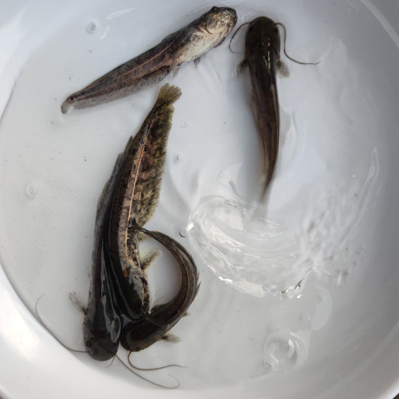 南方大口鲶鱼苗大量供应优质鱼苗河鲶鱼苗活体运输易养快大