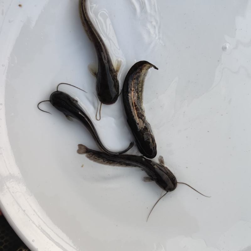 南方大口鲶鱼苗大量供应优质鱼苗河鲶鱼苗活体运输易养快大