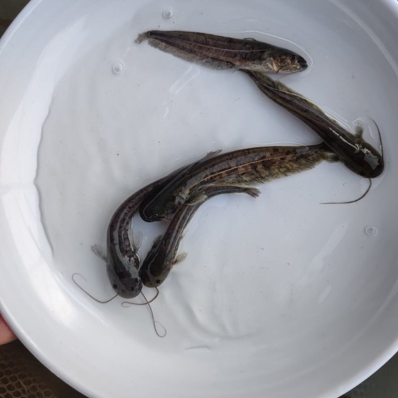 南方大口鲶鱼苗大量供应优质鱼苗河鲶鱼苗活体运输易养快大