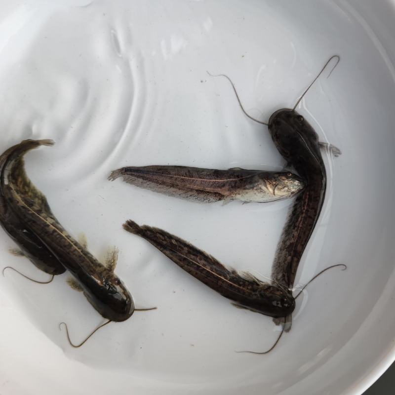 南方大口鲶鱼苗大量供应优质鱼苗河鲶鱼苗活体运输易养快大