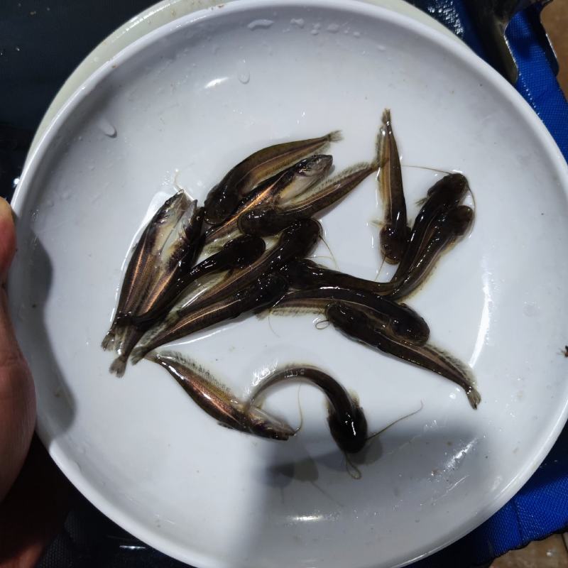 南方大口鲶鱼苗大量供应优质鱼苗河鲶鱼苗活体运输易养快大