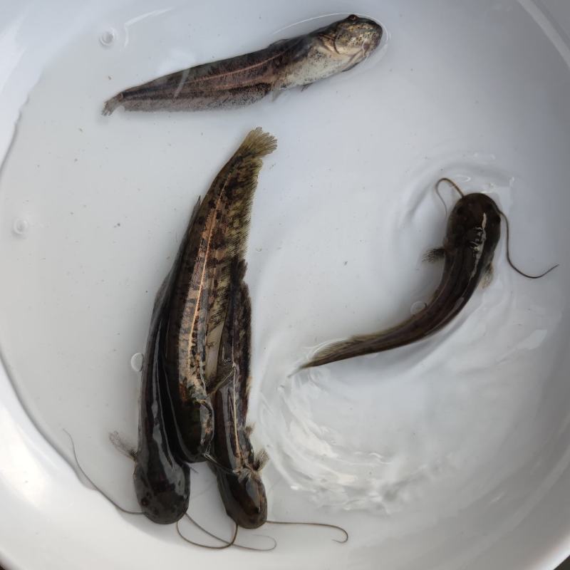 南方大口鲶鱼苗大量供应优质鱼苗河鲶鱼苗活体运输易养快大