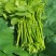 新鲜野菜赤苍藤嫩芽菜龙须菜姑娘菜牛耳藤现采现发货