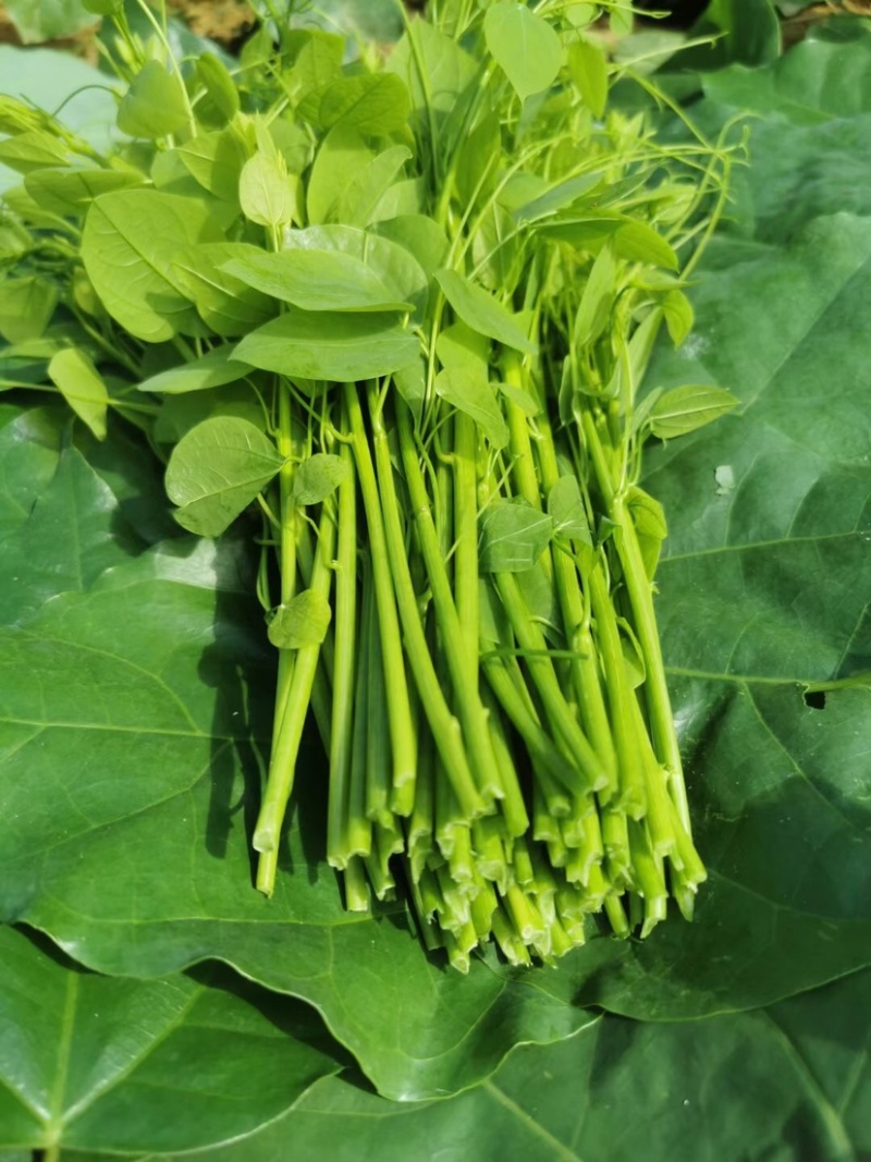 新鲜野菜赤苍藤嫩芽菜龙须菜姑娘菜牛耳藤现采现发货