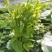 新鲜野菜赤苍藤嫩芽菜龙须菜姑娘菜牛耳藤现采现发货