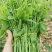 新鲜野菜赤苍藤嫩芽菜龙须菜姑娘菜牛耳藤现采现发货