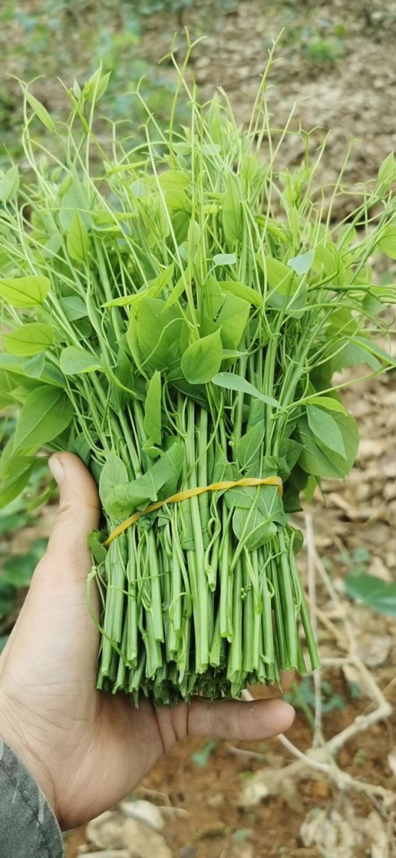 新鲜野菜赤苍藤嫩芽菜龙须菜姑娘菜牛耳藤现采现发货
