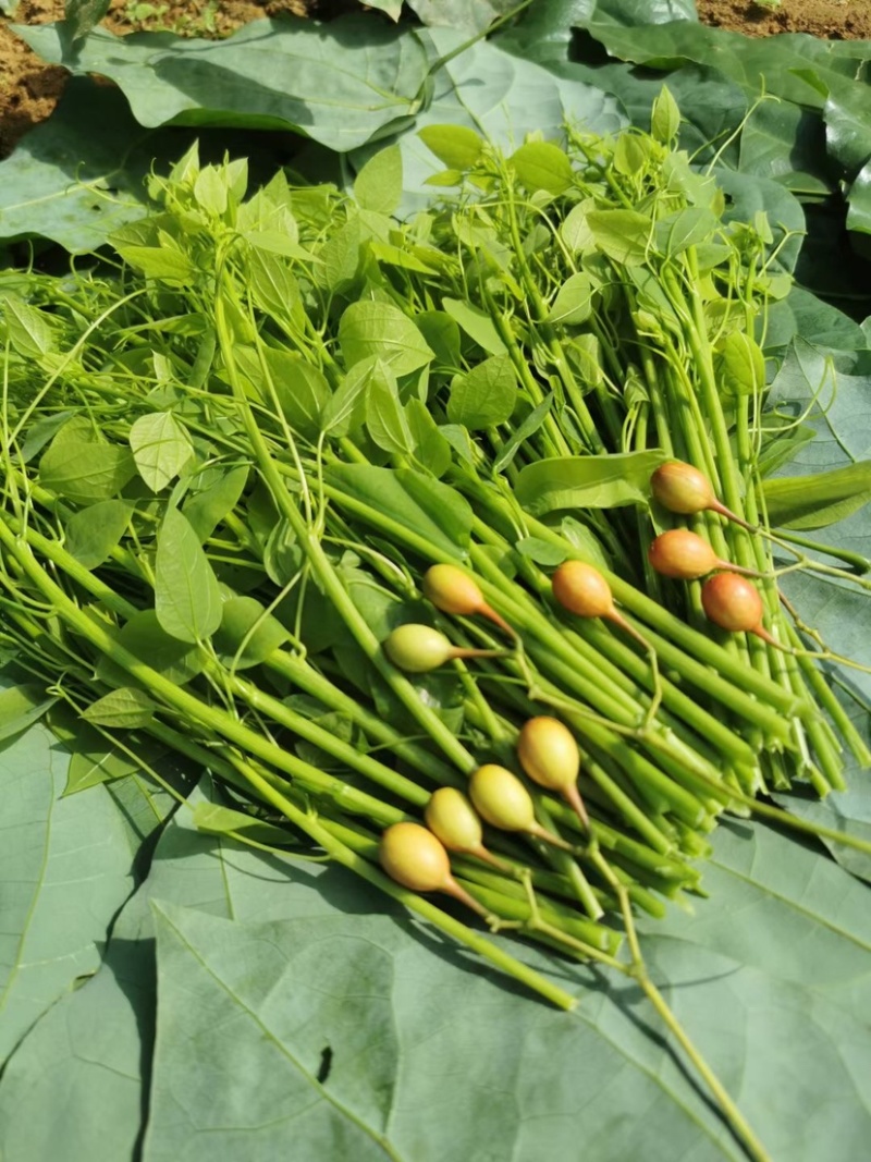 新鲜野菜赤苍藤嫩芽菜龙须菜姑娘菜牛耳藤现采现发货
