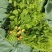 新鲜野菜赤苍藤嫩芽菜龙须菜姑娘菜牛耳藤现采现发货