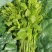 新鲜野菜赤苍藤嫩芽菜龙须菜姑娘菜牛耳藤现采现发货