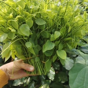 新鲜野菜赤苍藤嫩芽菜龙须菜姑娘菜牛耳藤现采现发货