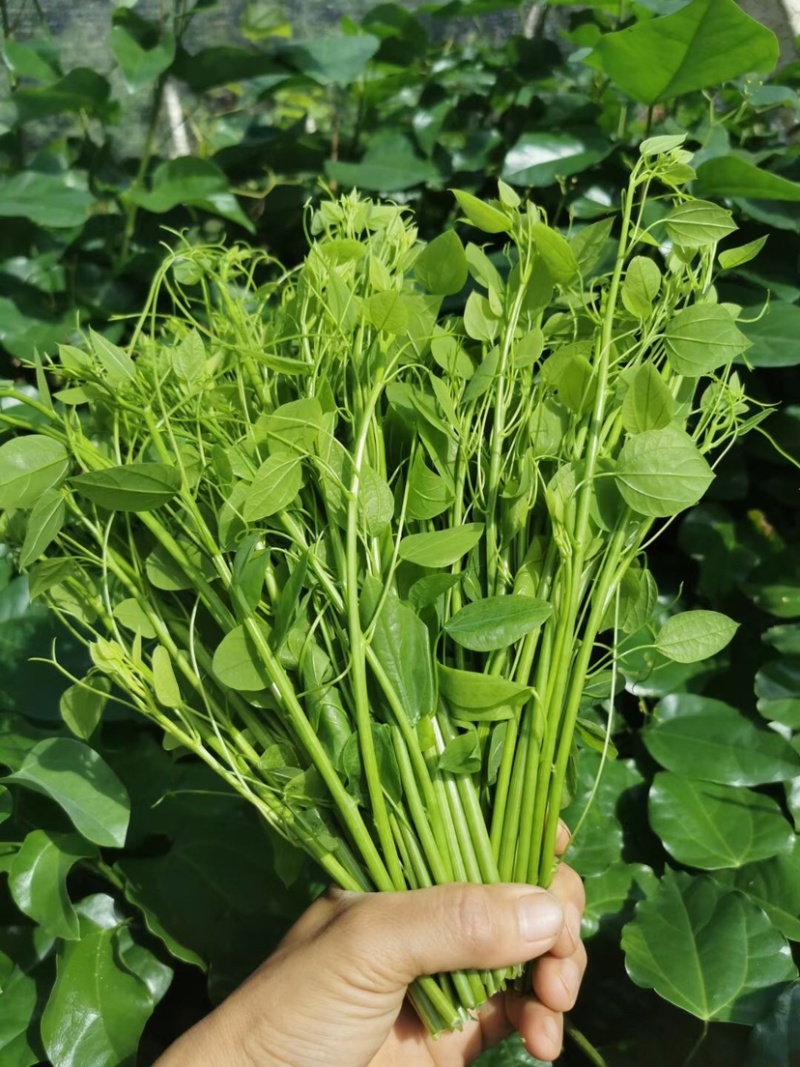 新鲜野菜赤苍藤嫩芽菜龙须菜姑娘菜牛耳藤现采现发货