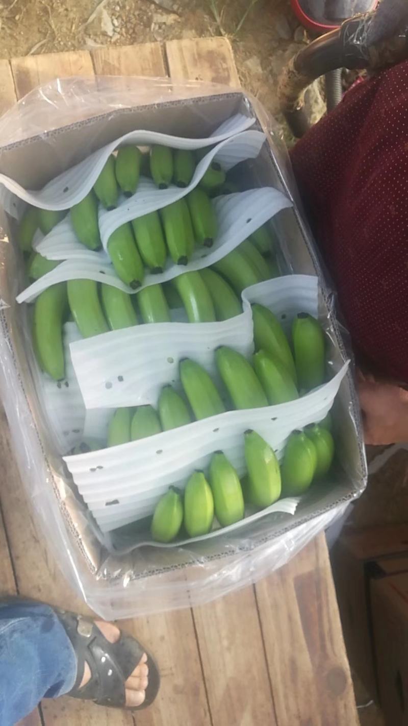 广西香蕉精品香蕉代办十年经验丰富资源广泛,欢迎各位老板咨询