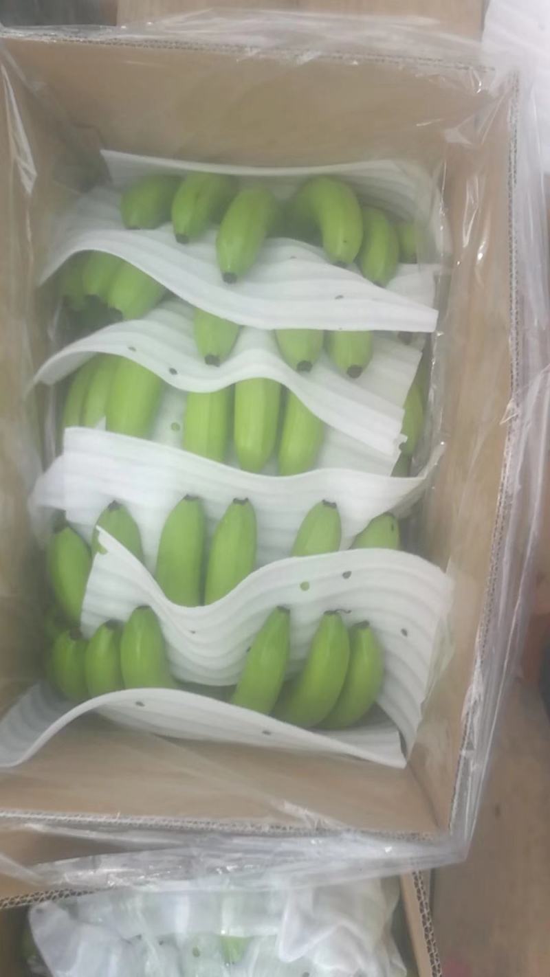 广西香蕉精品香蕉代办十年经验丰富资源广泛,欢迎各位老板咨询
