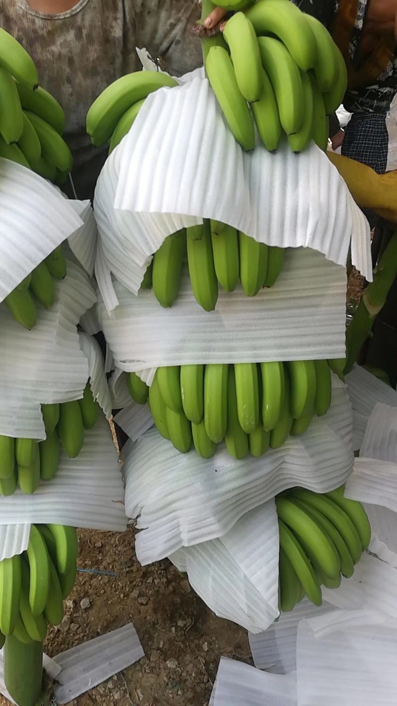 广西香蕉精品香蕉代办十年经验丰富资源广泛,欢迎各位老板咨询