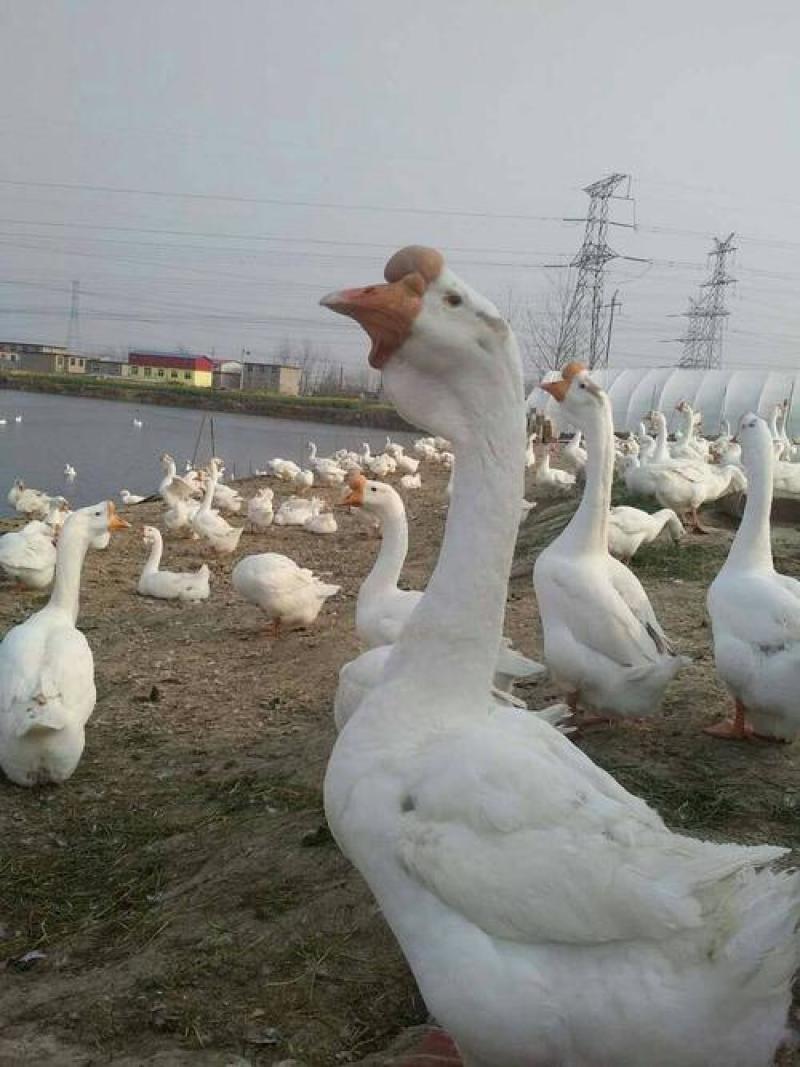鹅苗出壳苗白鹅苗诚信经营质量保证