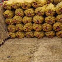 精品土豆陇七黄皮黄心土豆大量上市走货数量有限，先到先得抓