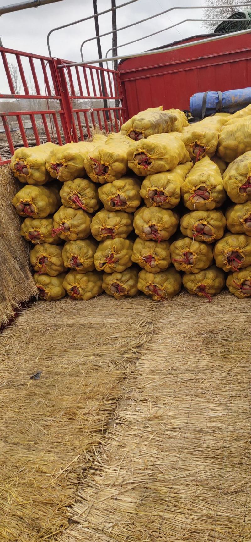 精品土豆陇七黄皮黄心土豆大量上市走货数量有限，先到先得抓