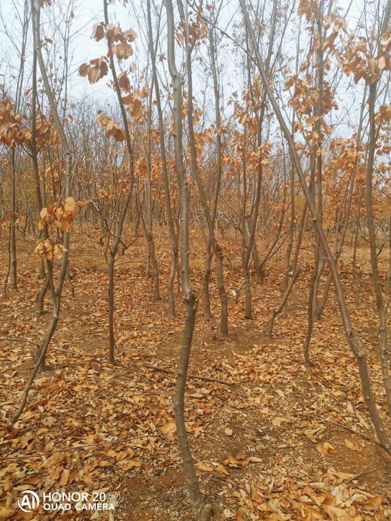 泰山板栗树（1.5～7公分）