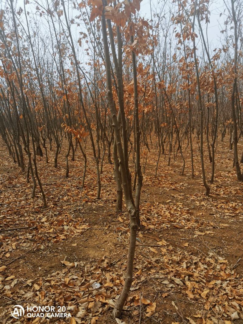 泰山板栗树（1.5～7公分）