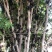 嘉宝果树(树葡萄)靓货