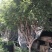 嘉宝果树(树葡萄)靓货