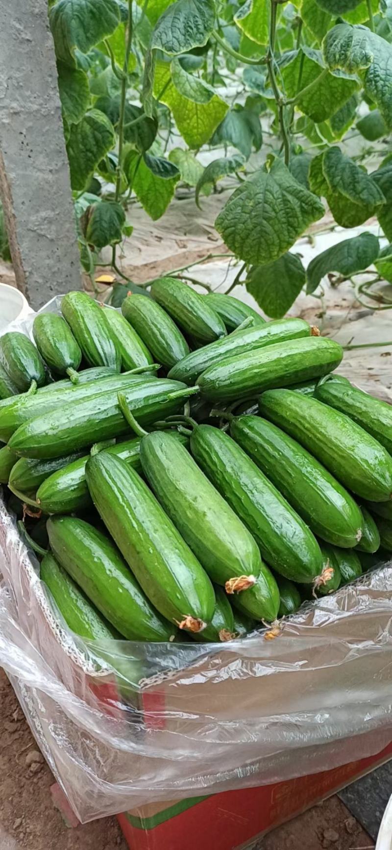 山东小黄瓜水果黄瓜大量上市！货量充足实力供货