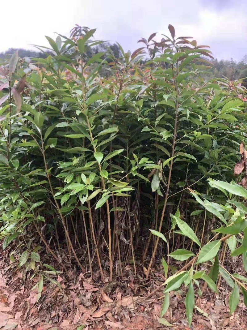 木荷大量供应木荷小苗