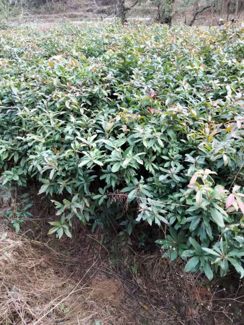 木荷大量供应木荷小苗